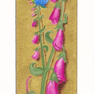 Foxgloves / Les Digitales