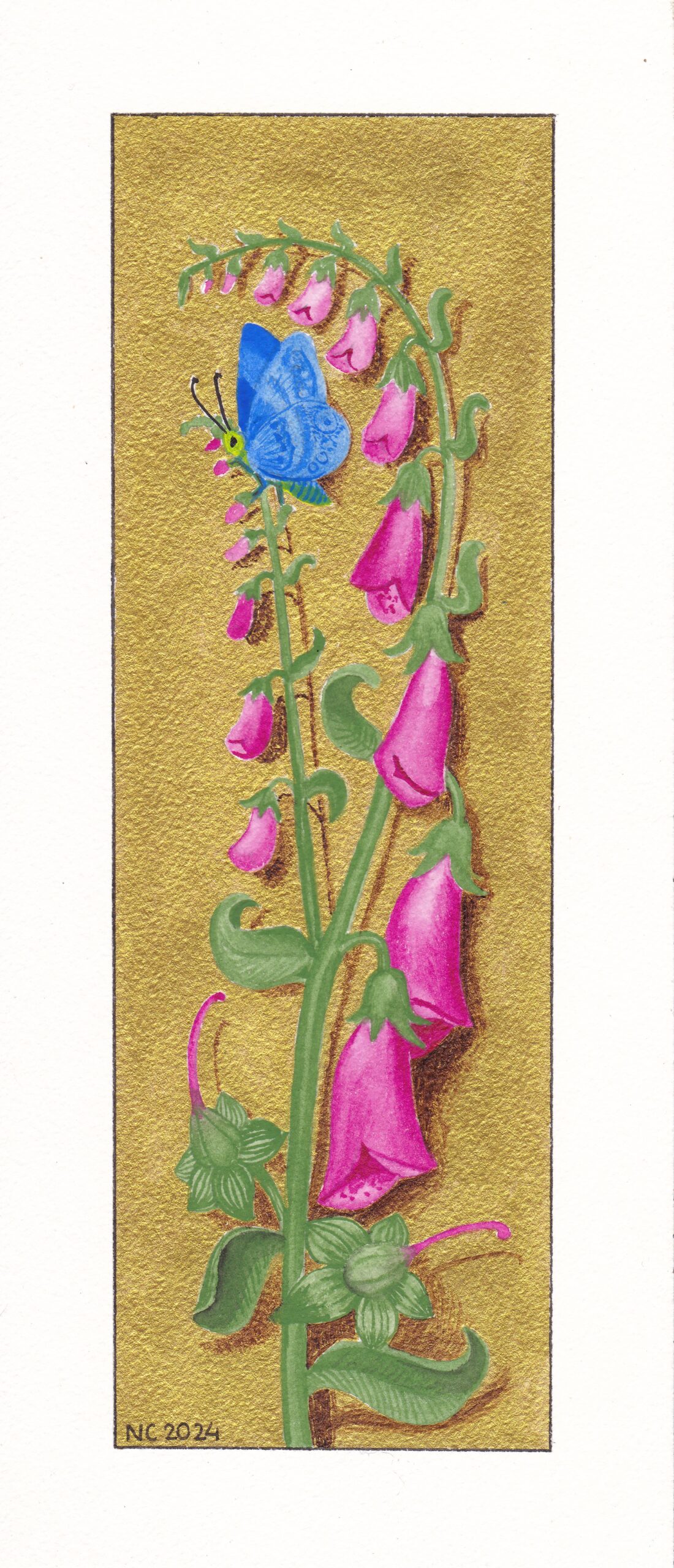 Foxgloves / Les Digitales